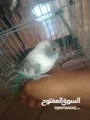  18 عصافير حب بادجي 2 مع القفص