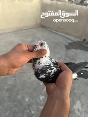  1 تنظيف سطح جوزين بسعر حرق