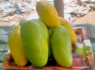  1 Fresh Dusshehri Mangoes