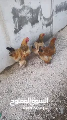  1 دجاج براهمه للبيع حجم جامبو