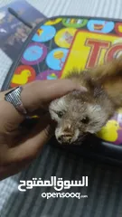  5 حيوان mink محنط الحيوان نادر