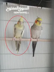  1 Female cockatiel