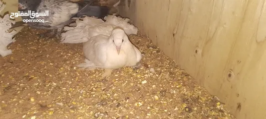  9 حمام  هزاز ابيض