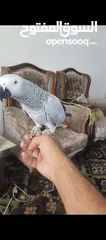  9 ببغاء كاسكو متحدث نمبر ون اليف عجينه محجل حجل فضي بطلع على الايد وما بعض نهائيا شوف الوصف
