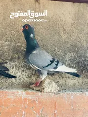  1 حمام انواع نخب اول معاكيف وبغدادي وابلق