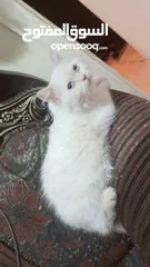  7 انثى شيراز هملايا عمر شهرين وذكر هملايا اورانج عمر 3شهور