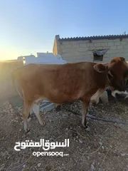  4 بقرة جيرسي اصل