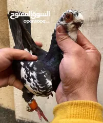  1 فحول وطواير وجواز بصلاة ع نبي