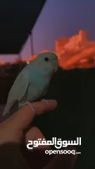 1 طير حب أليف مناسب للأطفال