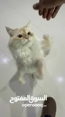  4 Persian Maine coone mix  مكس شيرازي و ماين كوون