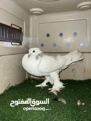  1 حمام  زينه للبيع او للبدل وصف مهم