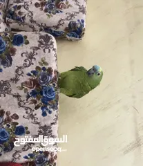  5 ببغاء امازون بلوفرونتد