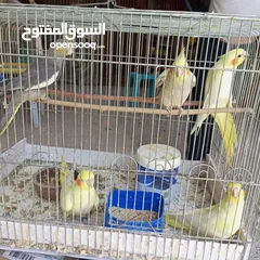  6 عصافير كوكتيل .أليف
