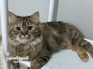  4 قطط للتبني مجاناً