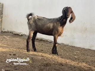  1 شاه قبرصيه ما شاء الله الحجم الضخم