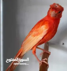  1 يوجد سطح حمام كامل للبيع او للبدل على كنار، قطعة كش كاملة وجواز زق