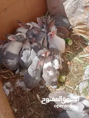  5 ارانب بلدي