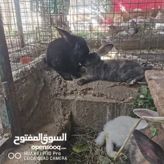  3 بيع أرانب مختلفه الاعمار