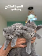  1 قطط سكوتش فولد و بريتش للبيع   Scottish Fold & British Shorthair