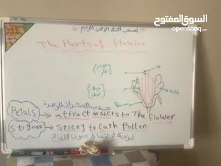  3 معلمة علوم وكيمياء واحياء