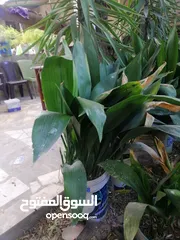 2 نباتات زينة