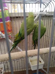  2 جوز دره هندي