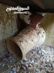  9 جواز للبيع