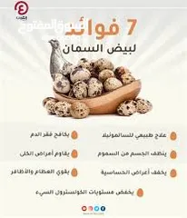  1 يتوفر بيض سمان بيض سمان