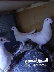  5 مجموعه طيور زينه البيع