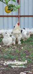  5 بيض دجاج براهما رزي