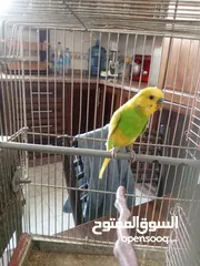  8 طيور حب للبيع
