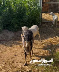  4 كبش بيرشن سمين