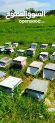 3 عسل بلدي مكفول ومضمون 100 ٪ جميع الأنواع  اسعار مناسبه للجميع  خبره في مجال العسل أكثر من 15 عام