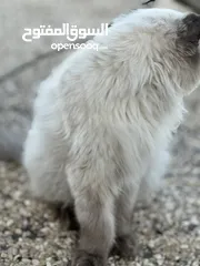  5 قط من فصيل راغدول اغلا أنواع القطط