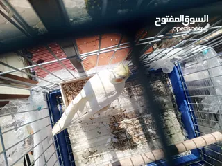 7 ببغاء كوكتيل