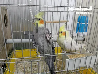  5 جوز كوكتيل بسعر مناسب