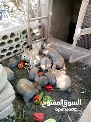  1 ارنب بلدي وزن 2كيلو