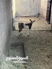  2 ذبايح سمان اقرا الوصف