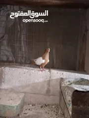 2 متاح طواير حلوات شغلات مكفولات شغل كينه شغل ماشاء الله