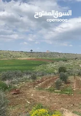  4 ارض دونمين و80 متر