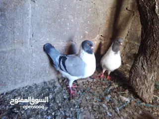  2 حمام للبيع