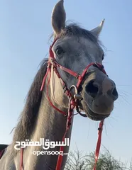  2 خيل خصي حار للبيع