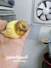  1 جلوستر مخاليف جلوستر..............
