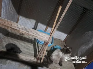  20 قفص مستعمل يدوي متر ونصف في 80 سم.................................................................