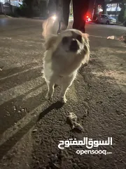  3 كلاب لولو فوكس