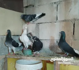  2 5  حبات  جوز   و3 حبات بلديات