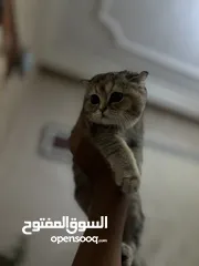  1 سكوتش فولد قولد
