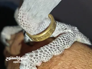 5 كاسكو مزرعة حجل ذهبي