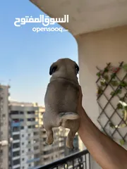  14 جراوي بج، pug puppies