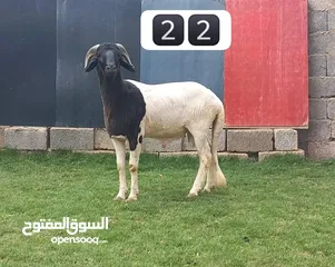  22 خرفان عيد درجه اولي وفيهم مواصفات فحوله